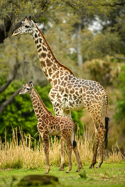 Jabari and mother, Disney's Animal Kingdom