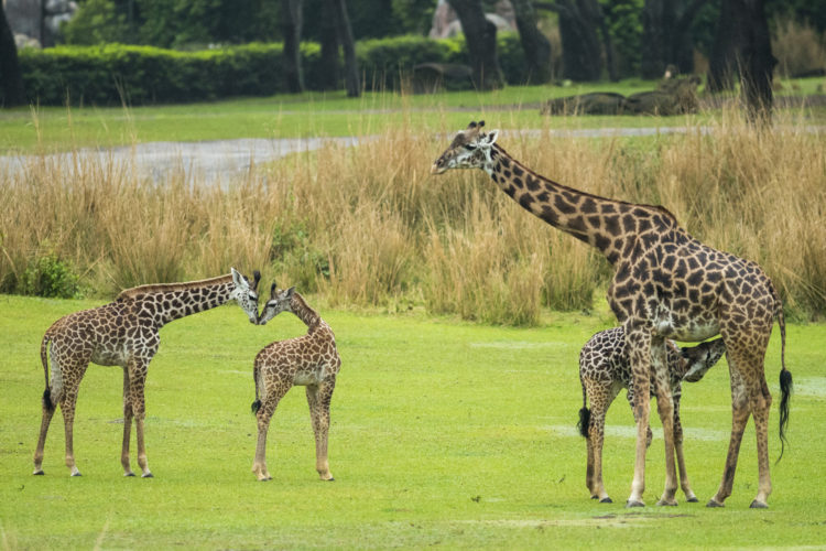 Giraffe Calf Joins Herd on Disney's Animal Kingdom Savanna