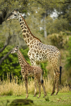 Jabari and his mom Mara at Disney's Animal Kingdom