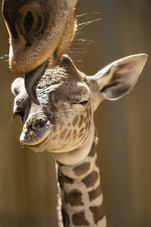 Unnamed Giraffe and Mother Stephanie at Disney's Animal Kindgom