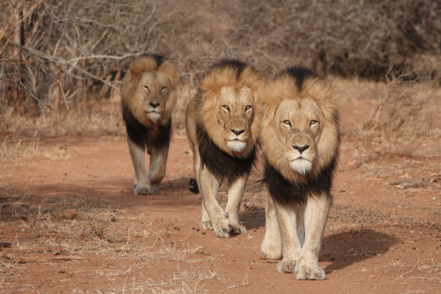 Three male lions in Africa
